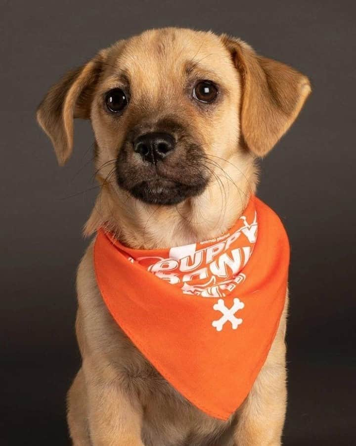 アニマルプラネットさんのインスタグラム写真 - (アニマルプラネットInstagram)「Meet some of this year’s furrrocious #PuppyBowl lineup. 🐶📸 @thedogist   🏈 Watch Sunday Feb 7 at 2P on Animal Planet and stream it live on @discoveryplus  🏈 Vote for your favorites at PuppyBowl.com  #teamruff #teamfluff #superbowlsunday #puppiesofinstagram #puppylove #cutenessoverload #adorableanimals #footballseason #adoptdontshop #rescuedismyfavoritebreed」1月7日 2時01分 - animalplanet