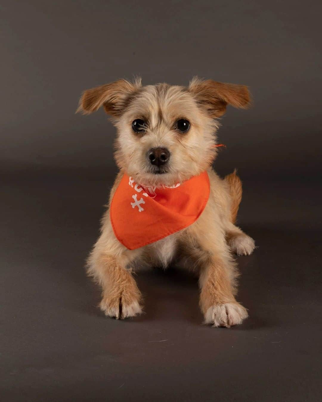 アニマルプラネットさんのインスタグラム写真 - (アニマルプラネットInstagram)「Meet some of this year’s furrrocious #PuppyBowl lineup. 🐶📸 @thedogist   🏈 Watch Sunday Feb 7 at 2P on Animal Planet and stream it live on @discoveryplus  🏈 Vote for your favorites at PuppyBowl.com  #teamruff #teamfluff #superbowlsunday #puppiesofinstagram #puppylove #cutenessoverload #adorableanimals #footballseason #adoptdontshop #rescuedismyfavoritebreed」1月7日 2時01分 - animalplanet