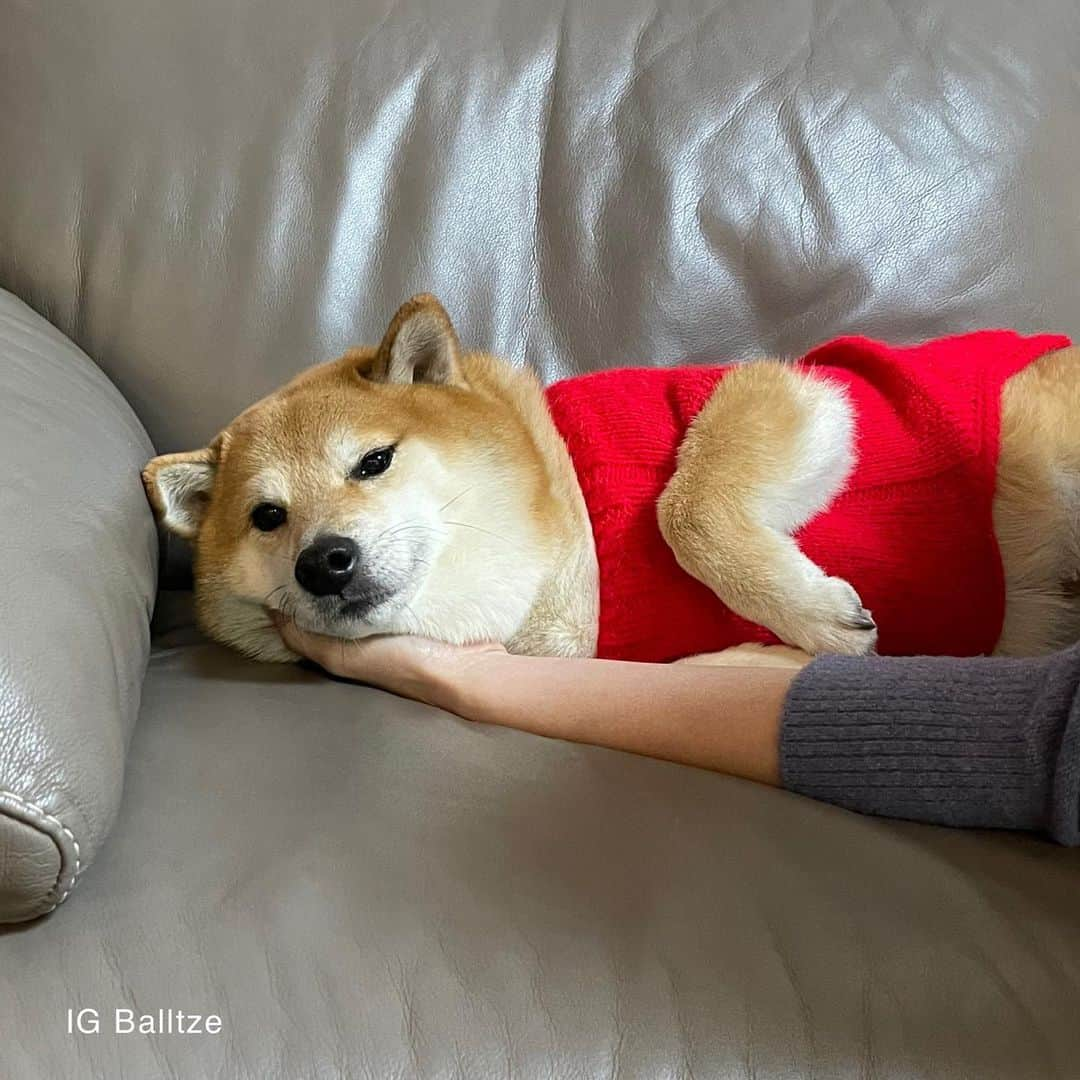 Balltze My name is Ballさんのインスタグラム写真 - (Balltze My name is BallInstagram)「She use me to keep her hand warm tribute to @kabosumama  the only doge  #fat96 #balltze #nomnomnomclub #balltzecheems #cheems #yos」1月7日 1時54分 - balltze