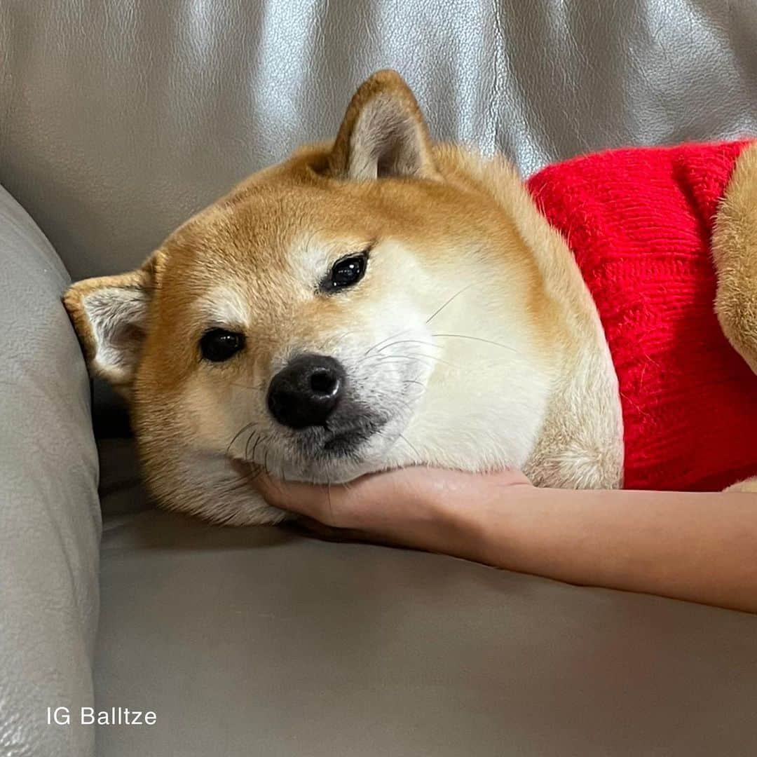 Balltze My name is Ballのインスタグラム：「She use me to keep her hand warm tribute to @kabosumama  the only doge  #fat96 #balltze #nomnomnomclub #balltzecheems #cheems #yos」