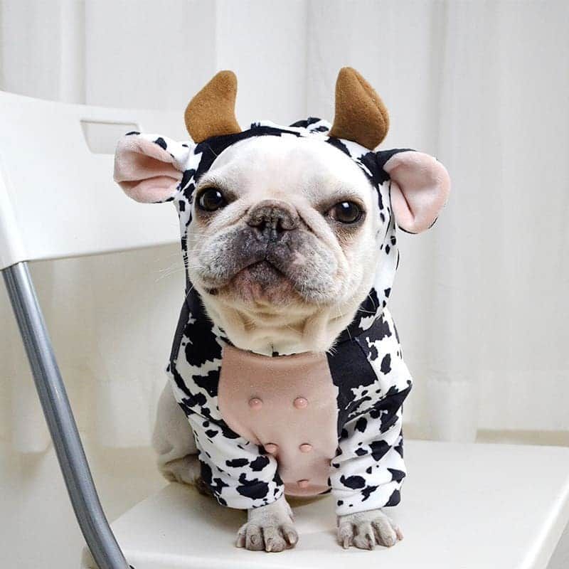 French Bulldogさんのインスタグラム写真 - (French BulldogInstagram)「Cow French Bulldog Hoodie 🐄🐄🐄 Exclusive in @frenchie.world shop 🛍🛍🛍 👉 LINK IN BIO 🔝 . . . . . #frenchbulldog #french_bulldogs #frenchie #frenchies #frenchieworld #frenchbulldoglife #frenchbulldoglove #frenchiesofinstagram #frenchie_photos #frenchielove #frenchielovers #frenchiemagazine #ブヒブヒ倶楽部公式 #フレンチブルドッグ #フレンチブルドッグパイド #フレンチブルドッグブリンドル #多頭飼い #犬服 #犬服ハンドメイド #どんぐり帽子 #ベアーボア帽」1月7日 1時55分 - frenchie.world