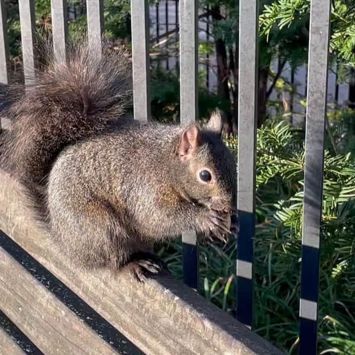 オランピアルタンのインスタグラム：「Little guy having lunch in the park 🐿🌰🥜🤎 (I think I scared him, but he was done)」