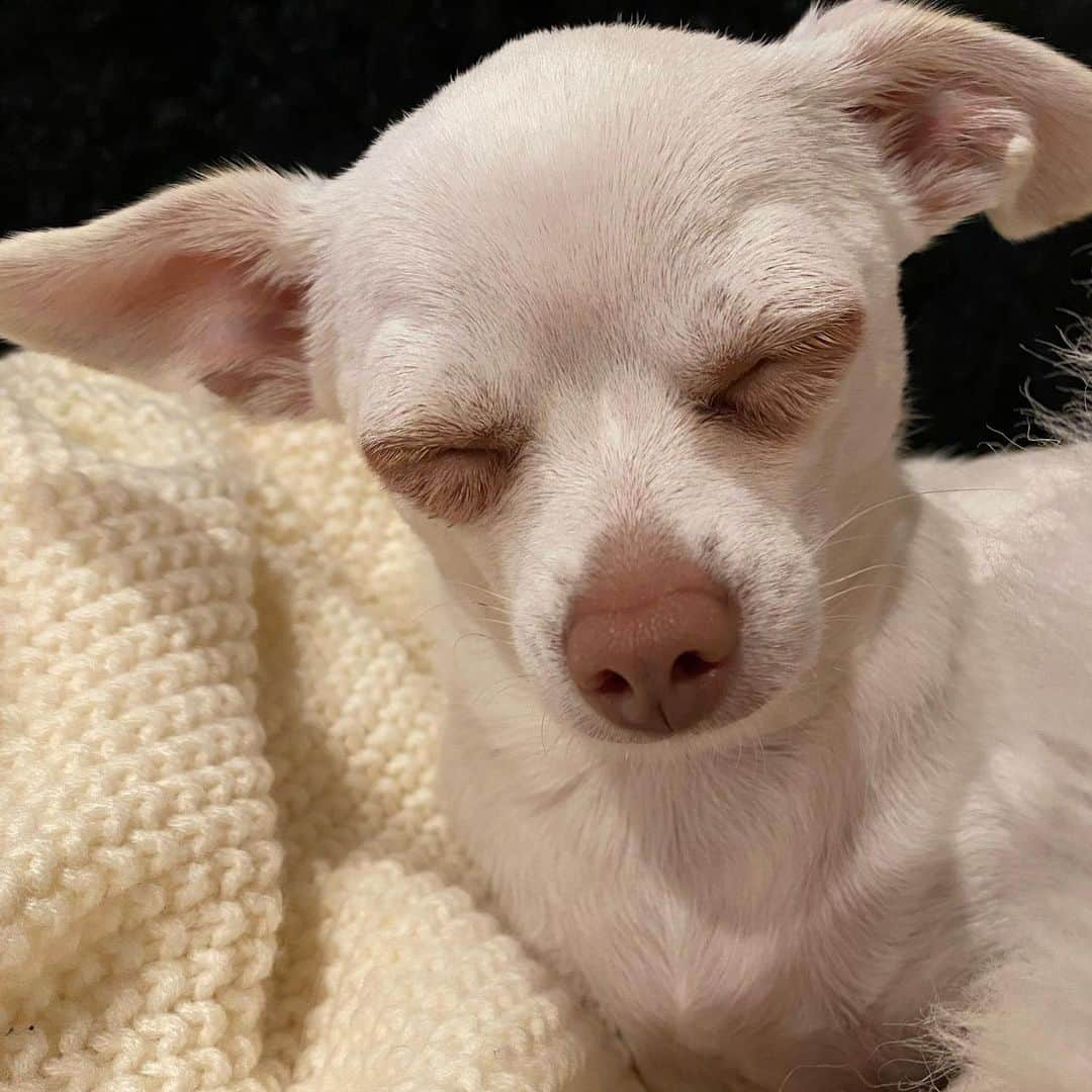 マーガレット・チョーさんのインスタグラム写真 - (マーガレット・チョーInstagram)「So chill #chihuahua #rescuedog」1月7日 2時35分 - margaret_cho