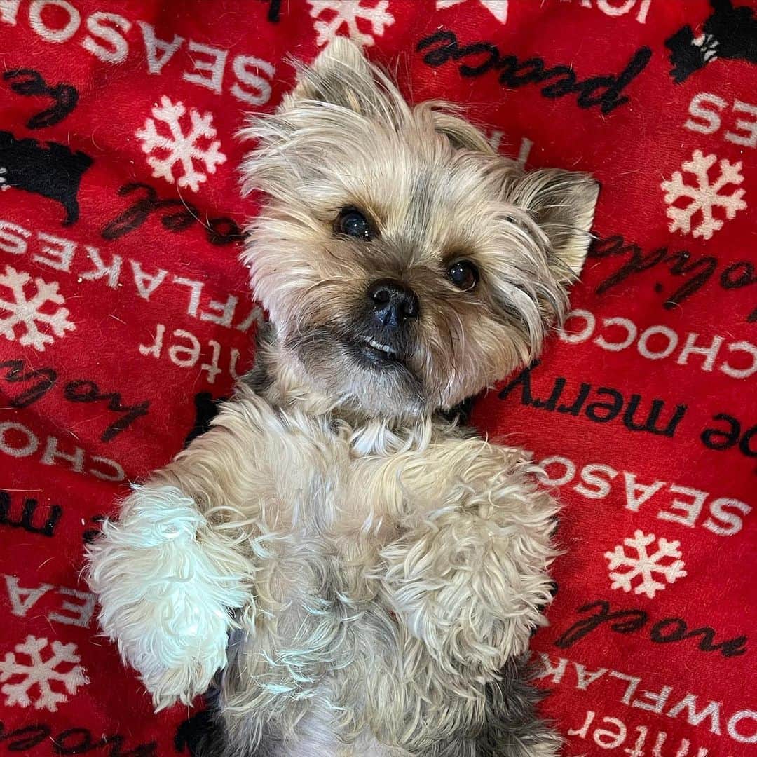 さんのインスタグラム写真 - (Instagram)「Maxito 💭 Come #Snuggle with me! 🥰🥱♥️🤤 #SnuggleBuddy #FluffyPuppy #LazyDogDays #Teefers」1月7日 2時37分 - happyyorkiefamily
