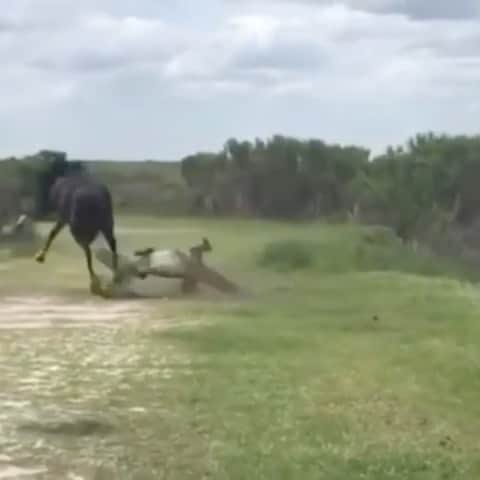 WildLifeのインスタグラム：「Repost @discovercrocodiles Horse 🐎 and gator 🐊 got into a little scuffle ! Video by unknown DM for credit please」