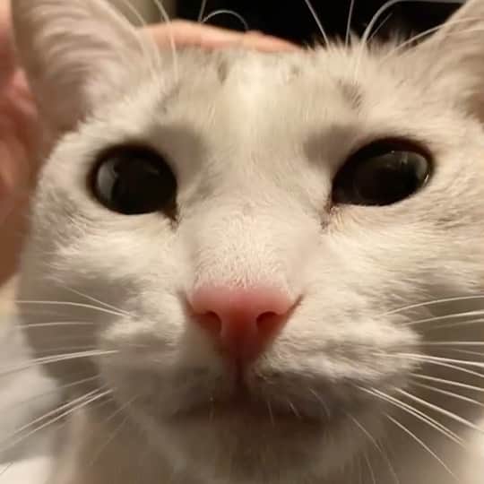 のインスタグラム：「どアップでゴロゴロ😌 甘えんぼタイム🥰 .  #猫 #ねこ #にゃんこ #美猫 #ねこ部 #ふわもこ部 #ねこすたぐらむ #ペコねこ部 #猫好きさんと繋がりたい #にゃんすたぐらむ #cat #neko #instacat #catstagram #instagramcats  #catsconnect #meowbox #picneko #bestmeow #catsofinstagram #meowed #rakutenpet」