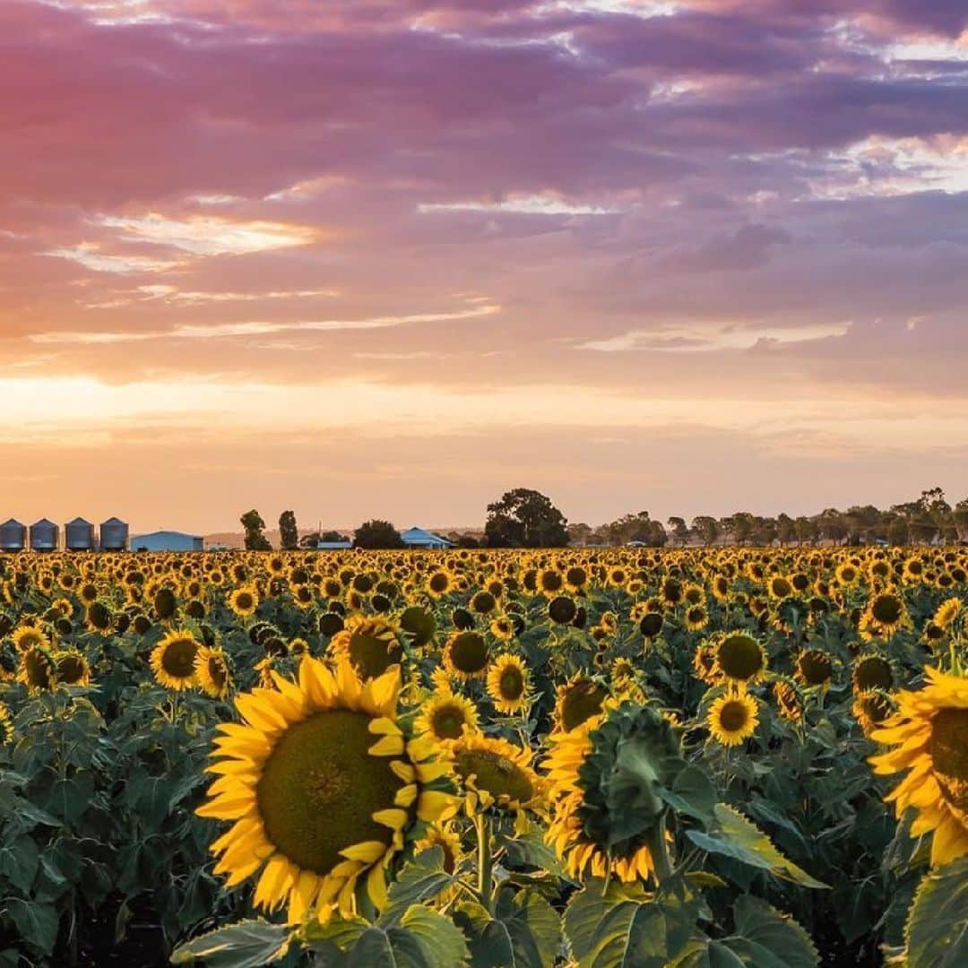 Australiaさんのインスタグラム写真 - (AustraliaInstagram)「Good morning sunshine 🌞 @laurene_bardsley_photography bringing us joy in the form of sunflowers from @queensland, the #SunshineState. Summer is known as sunflower season in @sqcountry when a sea of yellow floods the paddocks surrounding towns like Toowoomba, Cambooya, Nobby, Warwick and Allora. Once a sunflower crop has started to flower, it will only be in bloom for 3-4 weeks so you need to be quick to catch a glimpse. #seeaustralia #thisisqueensland #sqcountry #holidayherethisyear」1月7日 4時00分 - australia