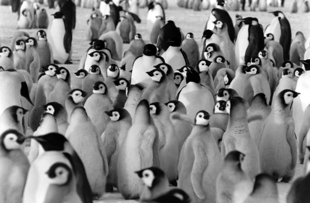 lifeのインスタグラム：「Fluffy baby penguins enjoy the sun in Antarctica, 1964.  LIFE photographer Michael Rougier took 3,000 more photos on this trip to recreate Shackleton's voyage. There were many animals, a number of bearded scientists, and a rather dramatic ending that (slightly) changed the Antarctic map. To find out more, check out the link in bio.   #michaelrougier #wildLIFEwednesday #penguinsofinstagram #babypenguins #shackleton」