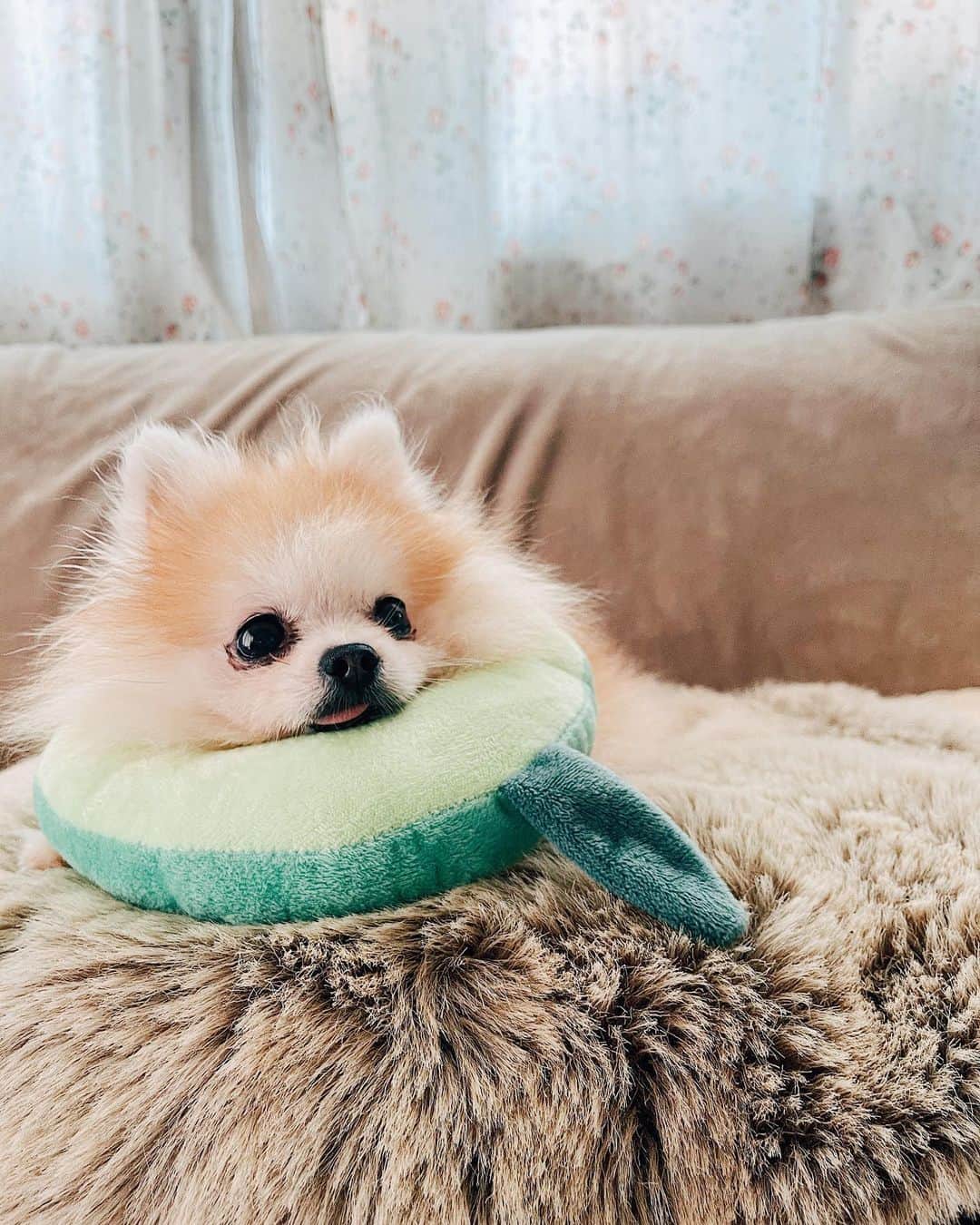 r_oseのインスタグラム：「🥑〰️」