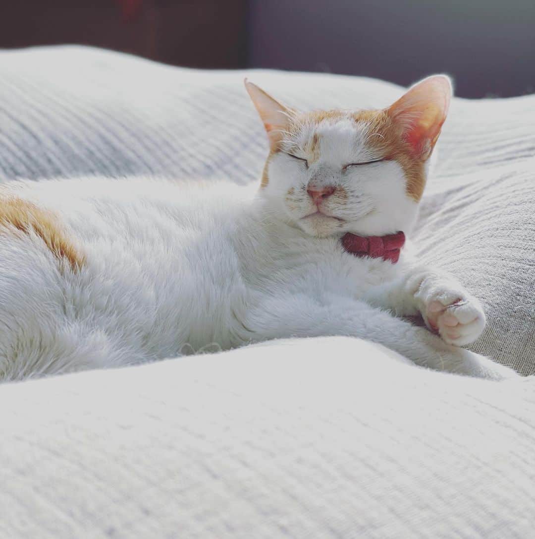 猫沢エミのインスタグラム