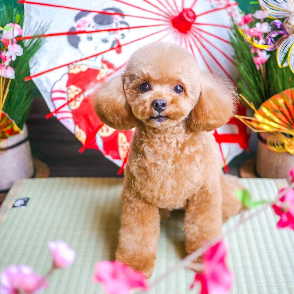 doghug (ドッグハグ) 豊洲本店のインスタグラム：「初めての可愛らしいお客様💗 実はボクなんでしゅ🥺⭐  今はお正月限定の撮影セット✨ 皆さんもいかがですか🎍🌅🎍  #BLISS#bliss#豊洲#勝どき#広尾#渋谷#仔犬#子犬#プードル#トイプードル#プードルレッド#トリミング予約受付中#ふわもこ部#ワンコなしでは生きていけません会#犬バカ部#もふもふ#トリマー#トリミングサロン#トリミング#グルーミング#トレーニング#クリニック#しつけ#トリマー募集中#お正月撮影#お正月セット#お正月」