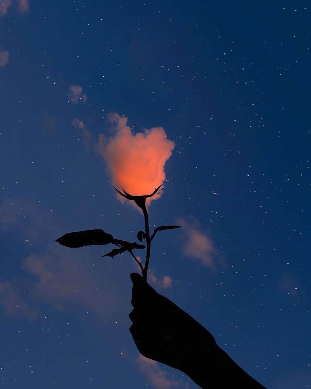 Canon Photographyさんのインスタグラム写真 - (Canon PhotographyInstagram)「This is what I call creative! 🌹 Photography // @19.xcv Curated by @steffeneisenacher  #rose #sunsetphotography #stars #nightsky #composition」1月7日 7時05分 - cpcollectives