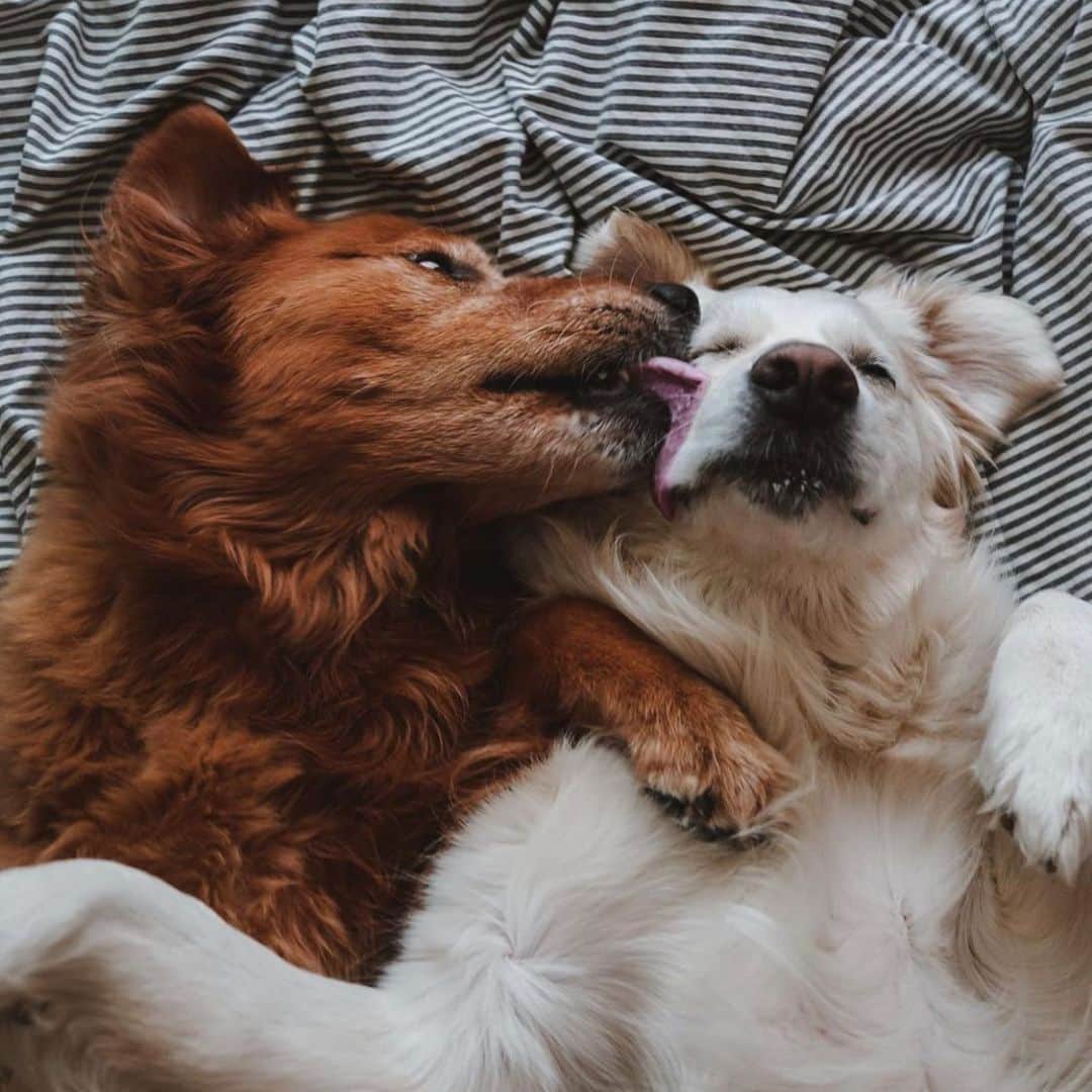 DogsOf Instagramのインスタグラム：「It’s National Cuddle Up Day, and we could all certainly use a little extra love, today especially ♥️  📸: @wat.ki   #dogsofinstagram #nationalcuddleupday #cuddlepuddle」