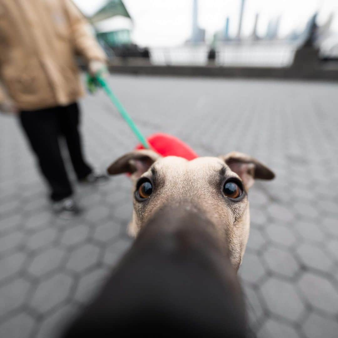 The Dogistさんのインスタグラム写真 - (The DogistInstagram)「Wylie, Greyhound (11 m/o), Rockefeller Park, New York, NY • “He doesn’t like fluffy white dogs. He’s mean to them. His owner thinks it’s because it’s what he’s used to chasing, though he was never a racer.”」1月7日 7時37分 - thedogist