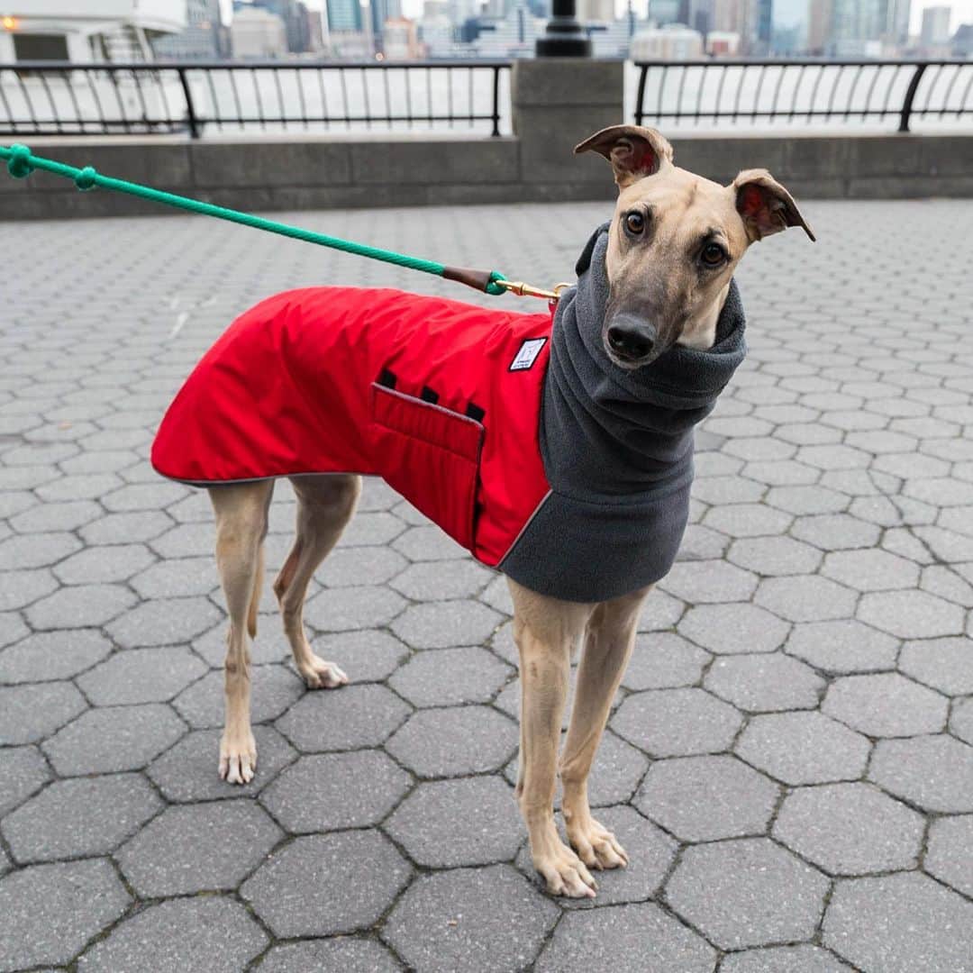 The Dogistさんのインスタグラム写真 - (The DogistInstagram)「Wylie, Greyhound (11 m/o), Rockefeller Park, New York, NY • “He doesn’t like fluffy white dogs. He’s mean to them. His owner thinks it’s because it’s what he’s used to chasing, though he was never a racer.”」1月7日 7時37分 - thedogist