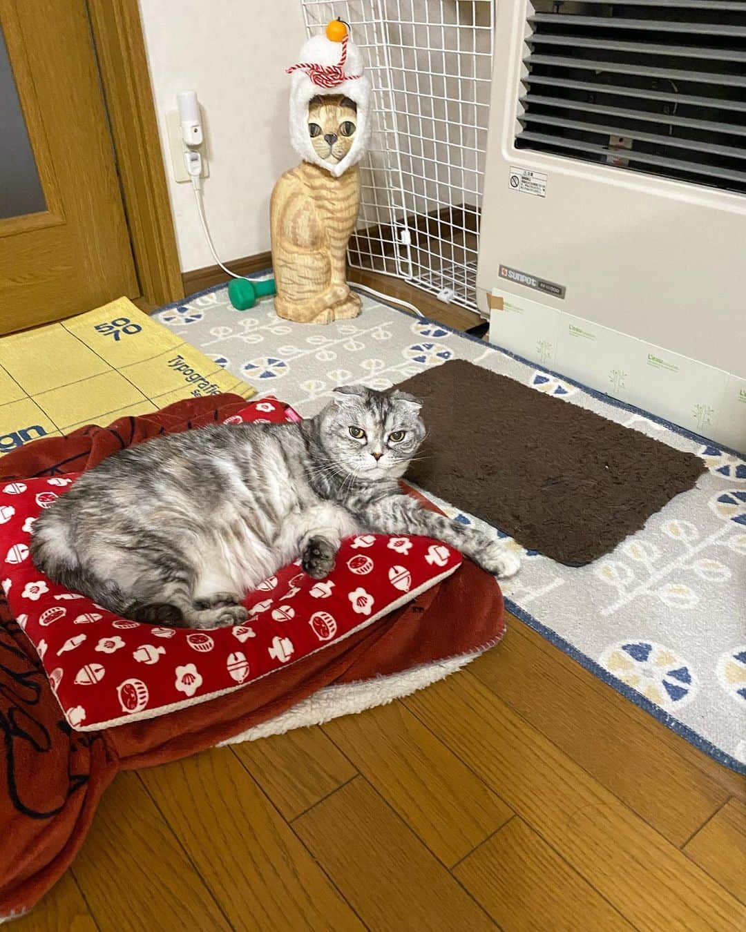 tiaichimaのインスタグラム：「Good morning!! ❄️おはナビー!!  *  シャッターチャンスは一回。 ｢ナビちん!」って呼んで顔を上げた瞬間。  #その後は絶対こっち見ない #魂抜かれる説  はぁ〜どうりで頭痛がするはずさー😓  #ジーマさん再び #ナビちん#cat#neko#ねこ#neko#ネコ#スコティッシュフォールド#致命的な魅力#ScottishFold#まんじゅう部」