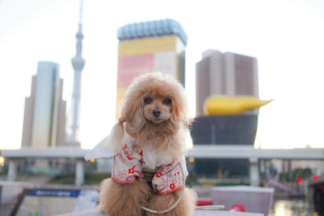 Toypoodle Mikuru?Asakusa Tokyoさんのインスタグラム写真 - (Toypoodle Mikuru?Asakusa TokyoInstagram)「20210107 Thursday. Good morning ! Friends 🥰  新年早々疲れがとれません😔 パパも今日からスタジオに缶詰🥫 元気なのは、みきゅるんとにゃんずだけです。  画像は元日のみきゅるん🥰 お振袖きて浅草寺に初詣してから、初日の出見に行きましたよ✨  #浅草寺 #初詣 #初日の出 #浅草駅 #コロナウイルスが早く終息しますように」1月7日 8時22分 - purapura299