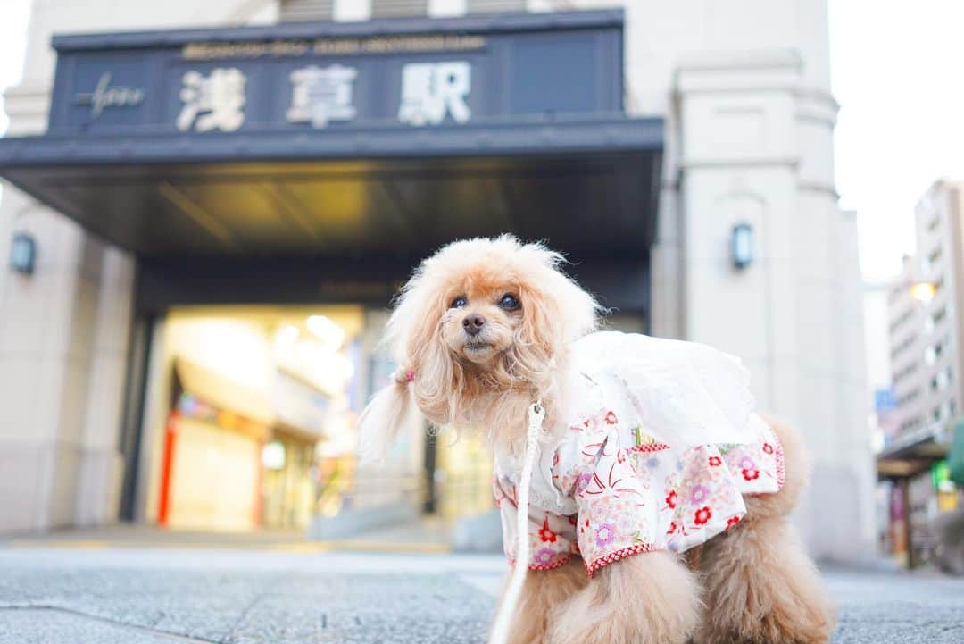 Toypoodle Mikuru?Asakusa Tokyoさんのインスタグラム写真 - (Toypoodle Mikuru?Asakusa TokyoInstagram)「20210107 Thursday. Good morning ! Friends 🥰  新年早々疲れがとれません😔 パパも今日からスタジオに缶詰🥫 元気なのは、みきゅるんとにゃんずだけです。  画像は元日のみきゅるん🥰 お振袖きて浅草寺に初詣してから、初日の出見に行きましたよ✨  #浅草寺 #初詣 #初日の出 #浅草駅 #コロナウイルスが早く終息しますように」1月7日 8時22分 - purapura299