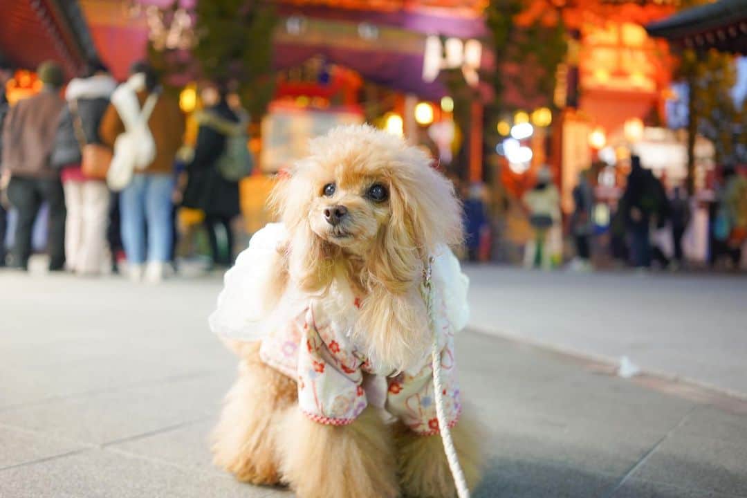 Toypoodle Mikuru?Asakusa Tokyoさんのインスタグラム写真 - (Toypoodle Mikuru?Asakusa TokyoInstagram)「20210107 Thursday. Good morning ! Friends 🥰  新年早々疲れがとれません😔 パパも今日からスタジオに缶詰🥫 元気なのは、みきゅるんとにゃんずだけです。  画像は元日のみきゅるん🥰 お振袖きて浅草寺に初詣してから、初日の出見に行きましたよ✨  #浅草寺 #初詣 #初日の出 #浅草駅 #コロナウイルスが早く終息しますように」1月7日 8時22分 - purapura299