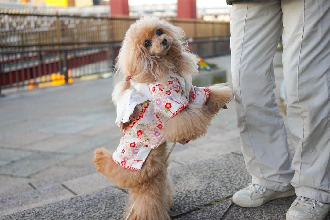 Toypoodle Mikuru?Asakusa Tokyoのインスタグラム：「20210107 Thursday. Good morning ! Friends 🥰  新年早々疲れがとれません😔 パパも今日からスタジオに缶詰🥫 元気なのは、みきゅるんとにゃんずだけです。  画像は元日のみきゅるん🥰 お振袖きて浅草寺に初詣してから、初日の出見に行きましたよ✨  #浅草寺 #初詣 #初日の出 #浅草駅 #コロナウイルスが早く終息しますように」