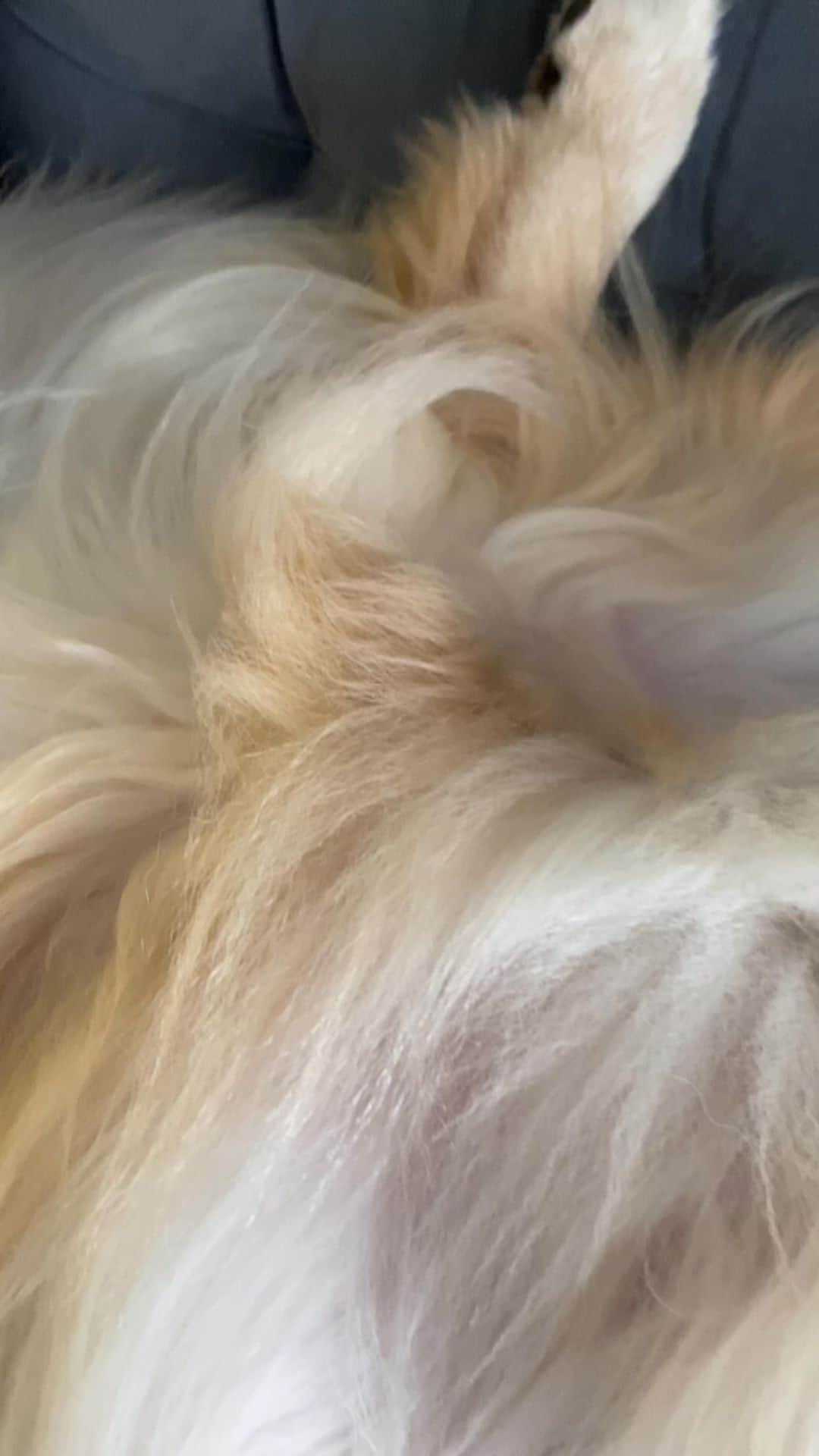 Bobのインスタグラム：「E esse cochilo do Marley hoje à tarde? Depois do almoço vai bem 🤩😴  . . #pets #photooftheday #petsofinstagram #instagrammers #instagram #instadaily #vejasp #goldenretriever #goldenretrievers #goldenretrieversofinstagram #dogs #dogstyle #dogoftheday #dogsofinstagram #saopaulo #gudfriends #reels #naptime #dreams #dogsvideo」