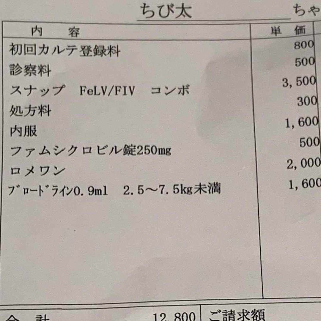 やふさんのインスタグラム写真 - (やふInstagram)「本日1月7日は新吉のウチノコ記念日です🎊 . 2019年のこの日、姉の手により（またかよ）野良っ子集落から我が家へやってきました。そこではゴハンを貰える環境でしたが、チビっ子が他にいなく成猫にイジメられ。ヒトへの甘え方を知ってる子だったので、すぐウチに馴染みました。推定で4ヶ月くらいかな？  お目々も完璧に治ったし、しつこかった寄生虫も痛い注射何度もがんばりました。 1、3枚目→1/7 2枚目→姉が初めて獣医さん行った時の領収書。仮名はちび太 4枚目→10日後 それ以降→さらにその1週間後  これ以降も野良っ子気質がなかなか抜けなかったけど、元々の甘えん坊気質とお世話してた方が抱っこやおんぶで愛情注いでくれたおかげで、今ではウチ1番の飼い猫らしさ全開です。 . #cat #neko #catlovers #catsofinstagram #catstagram #instacat #猫 #ねこ #ネコ #保護猫 #新吉 #ウチノコ記念日」1月7日 8時44分 - kyafy