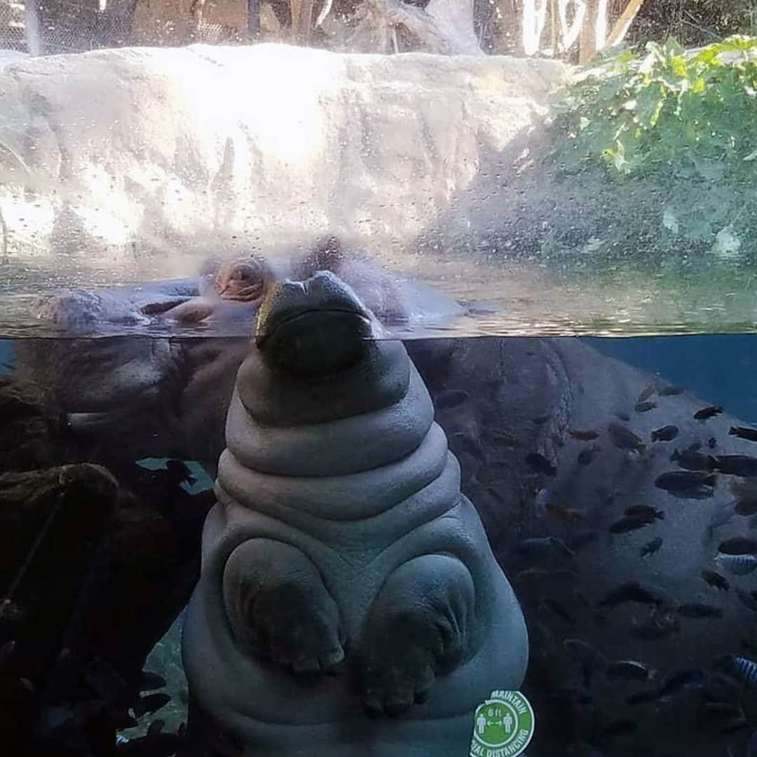 San Diego Zooさんのインスタグラム写真 - (San Diego ZooInstagram)「They see me rollin' 🎶 No one hatin' on this river potato. Amahle is approaching 1,000 lb., but full grown female hippos tip the scale at 3,000 lb. (1,400 kg.). #RollsRoyce #StopFlopAndRoll #HipHopAnonymous #SanDiegoZoo  📷 Wildlife Care Specialist Jen」1月7日 9時00分 - sandiegozoo