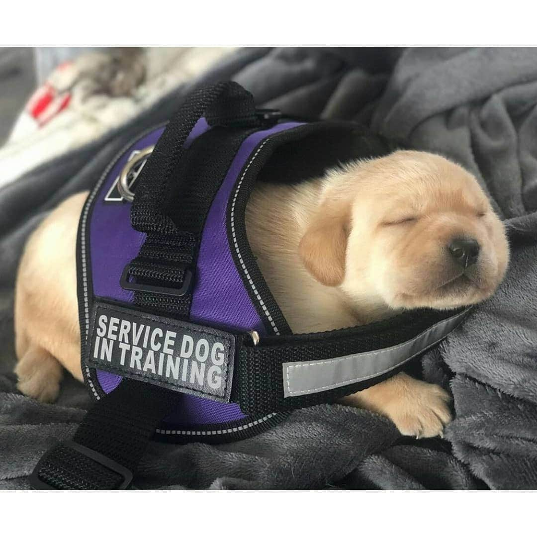 World of Labradors!さんのインスタグラム写真 - (World of Labradors!Instagram)「Meet Levon! She is training to be an Alzheimer’s Assistant Dog. She will eventually learn that wearing her vest means she’s on duty and will have different tasks to perform, but once her vest comes off, she’ll be able to romp and play like a normal pup. 💜 - @service.dog.levon」1月7日 9時22分 - worldoflabs