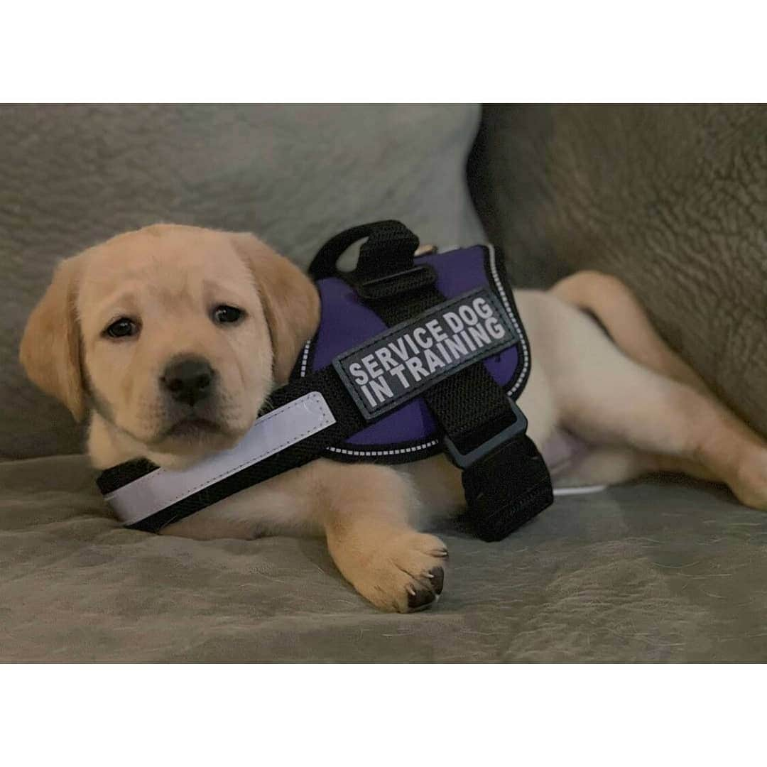 World of Labradors!さんのインスタグラム写真 - (World of Labradors!Instagram)「Meet Levon! She is training to be an Alzheimer’s Assistant Dog. She will eventually learn that wearing her vest means she’s on duty and will have different tasks to perform, but once her vest comes off, she’ll be able to romp and play like a normal pup. 💜 - @service.dog.levon」1月7日 9時22分 - worldoflabs