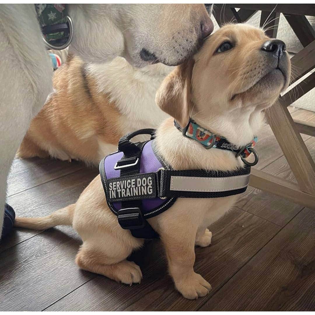 World of Labradors!さんのインスタグラム写真 - (World of Labradors!Instagram)「Meet Levon! She is training to be an Alzheimer’s Assistant Dog. She will eventually learn that wearing her vest means she’s on duty and will have different tasks to perform, but once her vest comes off, she’ll be able to romp and play like a normal pup. 💜 - @service.dog.levon」1月7日 9時22分 - worldoflabs