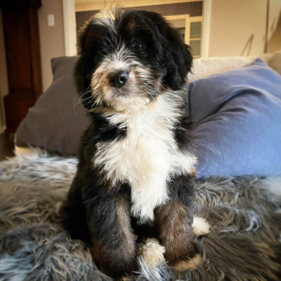 のインスタグラム：「Well one good thing happened today. Meet the new puppy!」