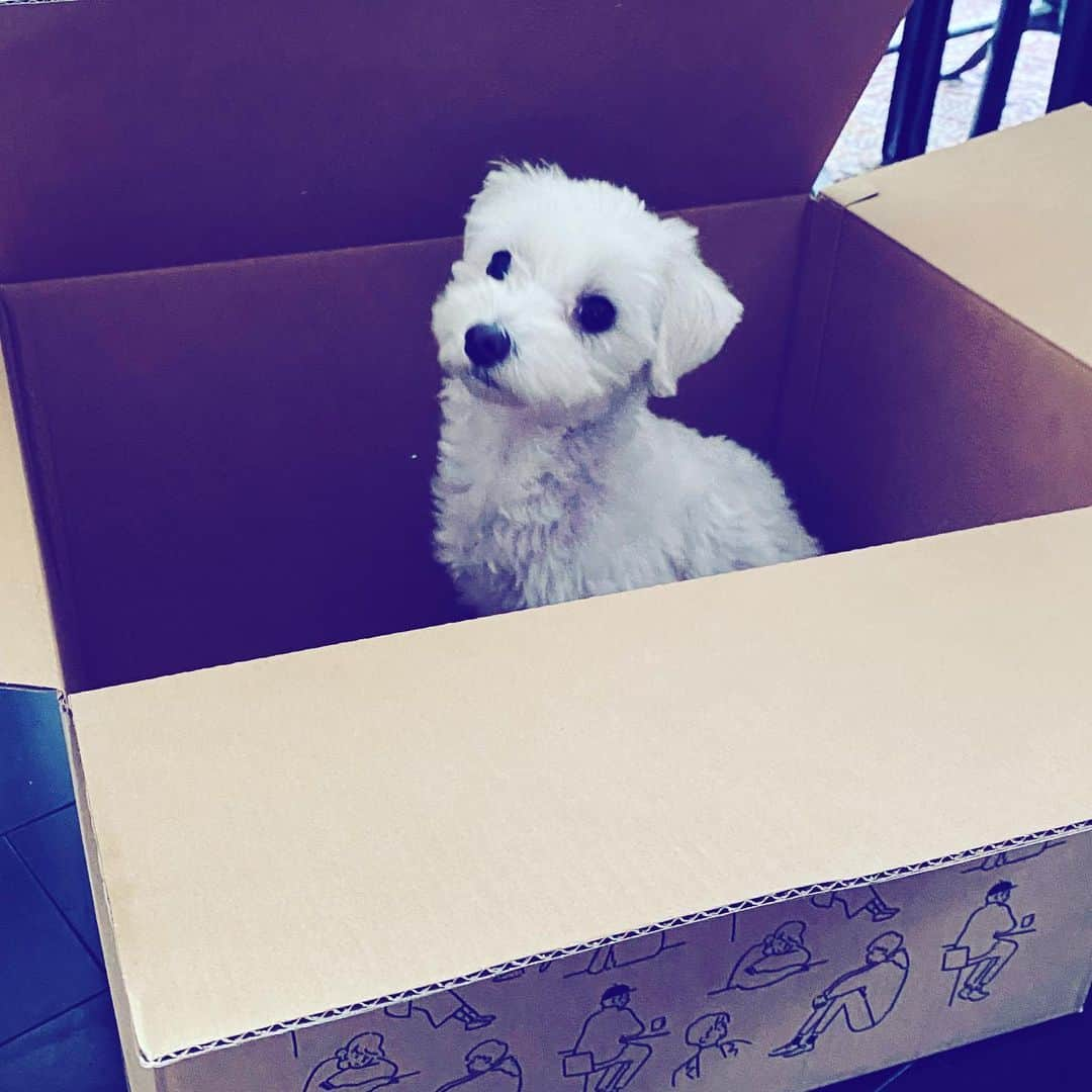 中野敬久さんのインスタグラム写真 - (中野敬久Instagram)「#箱入り娘 #あかね #akane #inthebox #maltese」1月7日 9時31分 - hirohisanakano