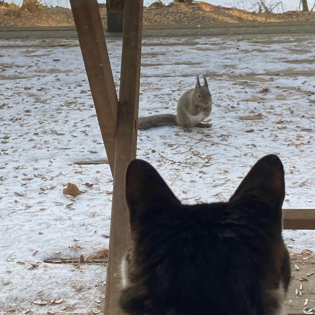 井上荒野のインスタグラム：「今日のリス&猫。猫はリスの存在を認める方向にした模様。」