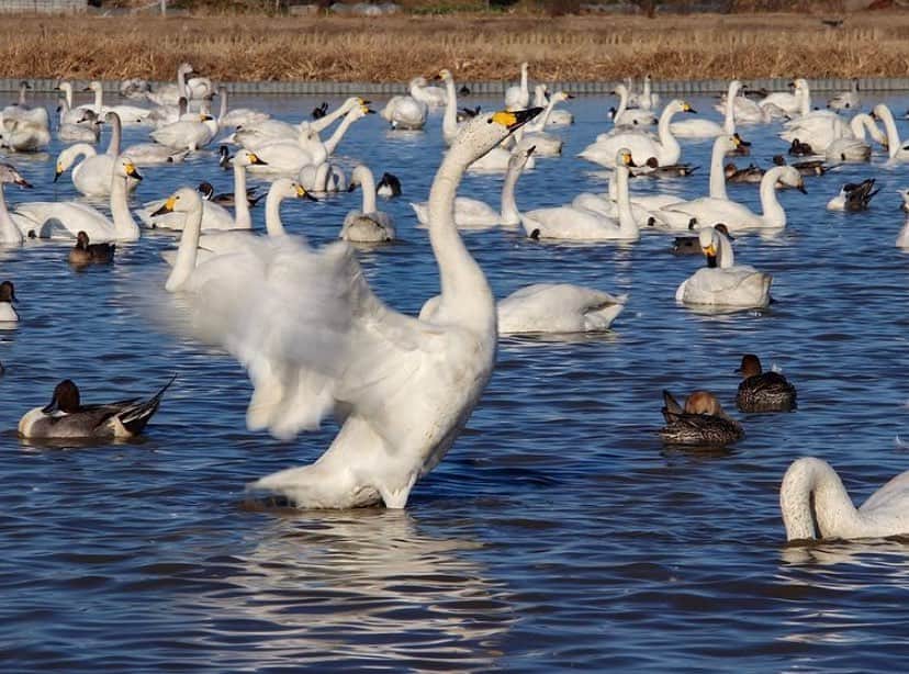 あなたのLOVE CHIBA教えてキャンペーンさんのインスタグラム写真 - (あなたのLOVE CHIBA教えてキャンペーンInstagram)「【らぶちばseason9: @yuya_stagram0309さん】の投稿をご紹介📷  白鳥の季節がやってきましたね。 本埜「白鳥の郷」（千葉県印西市）には たくさんの白鳥が訪れます。  優雅に泳ぐ白鳥の姿に とても癒されますね😌  ご投稿ありがとうございました🙇‍♂️  【本埜の白鳥】 https://maruchiba.jp/sys/gallery/detail/photo/photo-id/2665/  今までに撮りためた写真をぜひラブちばに投稿してみてくださいね。 写真をみながら、ぜひおうちで旅行気分を🍎  ---------------------------  ／ Season9スタート！ 募集期間：2021年3月31日まで ＼  千葉県の魅力あふれるラブちば写真を投稿して、 プレゼントをGETしよう！！ チーバくんグッズや千葉県の特産品が当たります✨  応募方法： Instagram応募とWebフォーム応募の2種類。  プレゼントはプロフィール欄のリンクから 公式サイト（https://love-love-chiba.jp/）でチェック！  公式サイトからフォーム投稿方法▼ https://love-love-chiba.jp/entry  Instagram投稿方法▼ ①公式Instagramアカウント『@love.love.chiba』をフォロー ②２つのハッシュタグをつけて、千葉の魅力あふれる写真をシェア #らぶちば9に応募 . 希望するプレゼントをどれか一つハッシュタグでつける #チバザビーフ #銚子つりきんめ #野菜ボックス #チーバくんリュック . （例） 館山市の〇〇海岸の景色がとってもきれい！ 夕暮れどきもおすすめだよ♪ #らぶちば9に応募　#チーバくんリュック ＊ ＊ 千葉県内に2021年1月11日まで外出自粛要請がでています。特別な事情がない限り、不要不急の外出は控え家での時間を楽しみましょう。 https://www.pref.chiba.lg.jp/kenfuku/kansenshou/ncov/onegai2.html *  * * * #lovechiba9 #らぶちば #loveloveCHIBA #chiba #ちばかつ #千葉 #千葉県 #千葉観光  #印西市  #本埜 #白鳥の郷  #白鳥  #白鳥飛来地  #コハクチョウ」1月7日 9時54分 - love.love.chiba