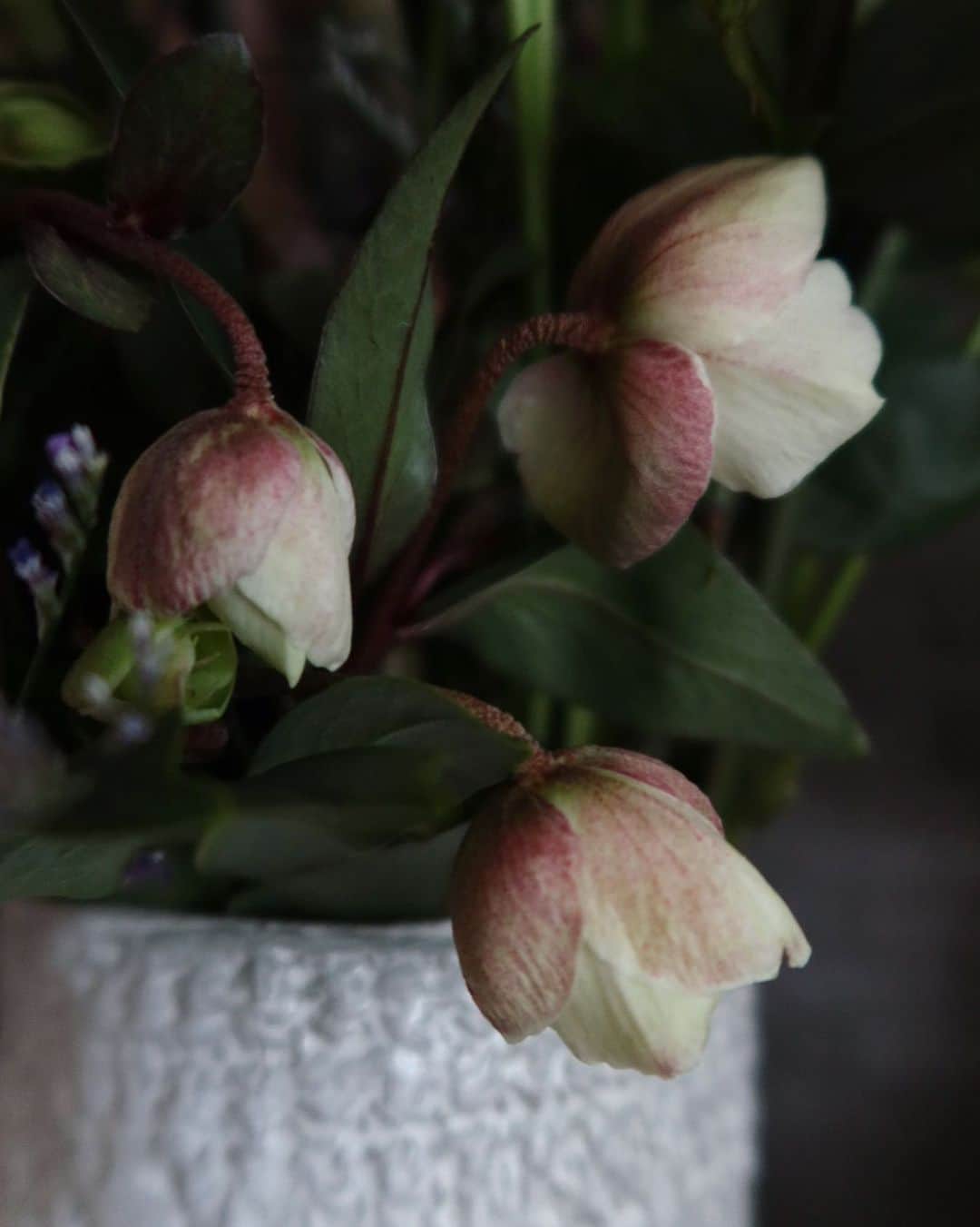 早坂香須子さんのインスタグラム写真 - (早坂香須子Instagram)「新年のお花は　@naoten10 ちゃんにお願いしました。  夜が明けきらない光のクリスマスローズ。  なおちゃんはウチの1番大きなフラワーベースぴったりにお花を作ってくれていました。全体像も美しいのです。 ありがとう。  #flower#花#クリスマスローズ#astierdevillatte」1月7日 10時03分 - kazukovalentine