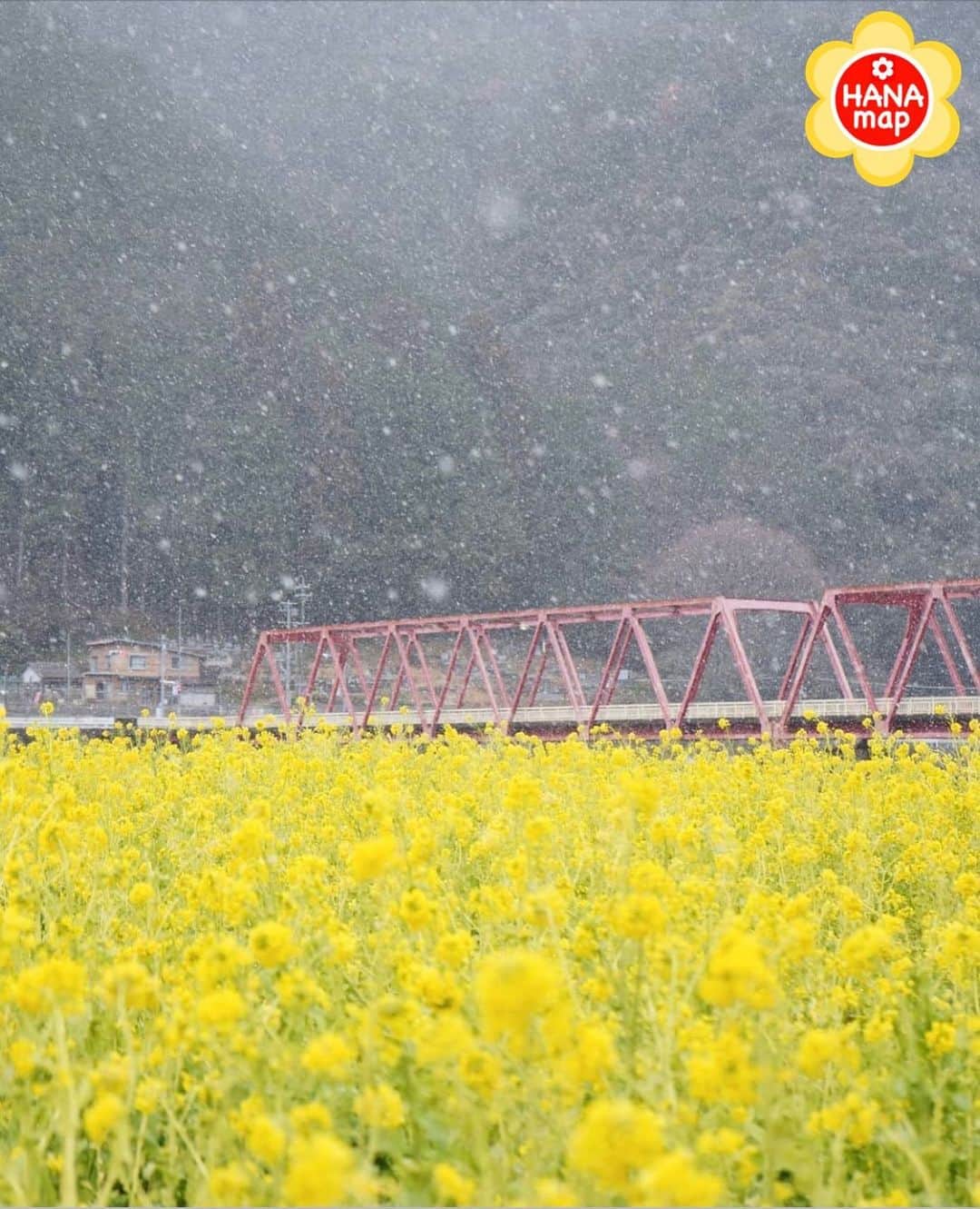 はなまっぷ❁日本の花風景さんのインスタグラム写真 - (はなまっぷ❁日本の花風景Instagram)「🌸はなまっぷ🌸 *  @nocturne62 さんの 花のある風景に花まるを💮 * 雪降る中での彩が美しい素敵な菜の花の風景をありがとうございます😊🌸 * 岐阜 #洲原ひまわりの里 Suhara, Gifu Pref. * 🌼菜の花の花言葉📝🌼 小さな幸せ、元気いっぱい * 見頃を過ぎている場所もご紹介しています。お出かけの際はHP等で最新の情報をご確認くださいね🙏🌸 * 🌸•••🌸•••🌸•••🌸•••🌸•••🌸 * いつも素敵なお花をありがとうございます😊 日本の花のある風景にタグ付けしてください🌸 お花があれば何でもOKです💓 * #はなまっぷ * #日本の美しい花風景#花のある風景#花#花言葉#風景#菜の花 * 🌸••••••お知らせ••••••🌸 * 花の写真展に参加してみませんか？？ 詳細はプロフィール記載のHP内をご覧ください」1月7日 11時01分 - hanamap