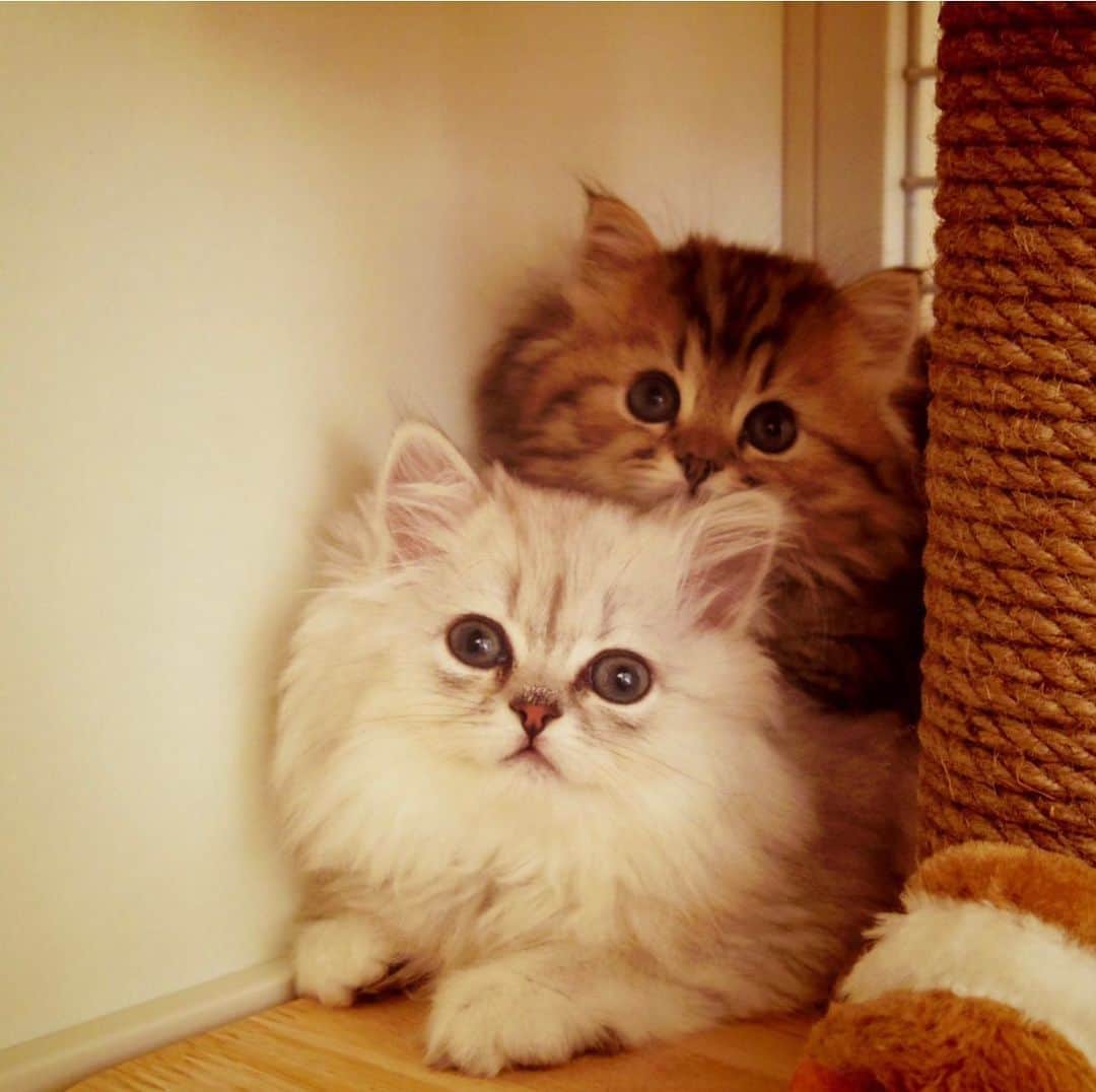兄弟猫と私と夫の2トムのまいにちさんのインスタグラム写真 - (兄弟猫と私と夫の2トムのまいにちInstagram)「2色鏡餅　6years ago.  2015年に我が家に来た頃。 一昨年くらいの感覚なのに、もう6年。 どうりでわたしも6こも歳が増えたとおもった。  cat#cats#pet#catsofinstagram#catstagram#catstagram_japan#instacat#cutecat#cutepetclub#bestcats#world_kawaii_cat#catoftheday#meow#bestmeow#TheDailyKitten#ねこ#ネコ#猫#ねこ部#ふわもこ部#pecoねこ部#みんねこ#チンチラ#チンチラゴールデン#チンチラシルバー#ペルシャ#ふぅ豆#みぃ豆」1月7日 11時05分 - maamiff