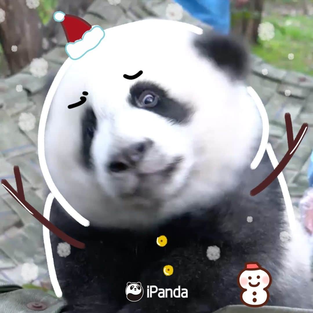 iPandaさんのインスタグラム写真 - (iPandaInstagram)「Do you know that it's snowing in Chengdu panda base?❄️ Have a look at the unbelievably beautiful scene of pandas playing with snow at our 24/7 HD Panda Live on YouTube: https://www.youtube.com/watch?v=D0eqnda8dOk&pbjreload=101 🐼 🐼 🐼 #Panda #iPanda #Cute」1月7日 11時07分 - ipandachannel