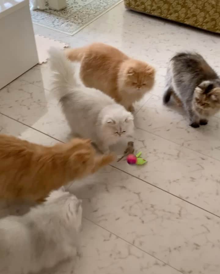のインスタグラム：「Floofs in action ❤️   #cat #cats #weeklyfluff #coicommunity #catstagram #catsofinstagram」