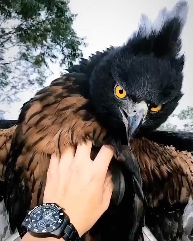 WildLifeのインスタグラム：「The majestic and endangered Black & Chestnut Eagle 🦅 ⁣ ⁣ 📽 Video by @falconry_crarsi⁣ ⁣ This Bird of prey has been known to hunt Wooly Monkeys, Porcupines and squirrels.⁣ ⁣」