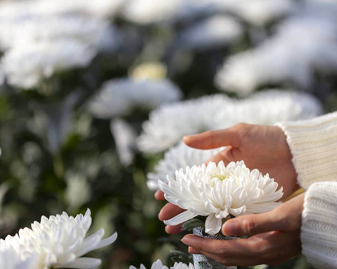 愛知県田原市さんのインスタグラム写真 - (愛知県田原市Instagram)「Answer is chrysanthemum! * 正解は菊（マム）でしたー！ * #フルブルームマム っていうみたい #季節限定 の特別な作り方 #前回の写真は赤い花の部屋だったけど 今回は#純白 の花の部屋です #ハウスの中で満開にするんだって * 1カ月ぐらい枯れないらしいよ #たはら暮らし * #渥美半島#田原市#伊良湖岬#伊良湖#赤羽根#花言葉#花#菜の花浪漫街道#冬#tahara#irago#akabane#surfing#flower#ザ花部#花部#はなまっぷ#はなのある暮らし#田舎暮らし#日々の暮らし#休日の過ごし方#スローライフ#instagramjaran#igersjp」1月7日 12時06分 - tahara_kurashi