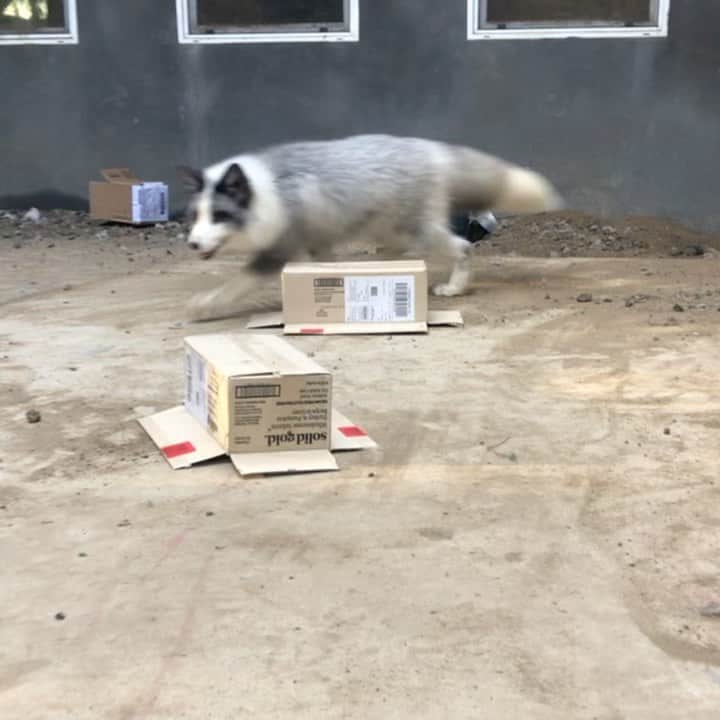 Rylaiのインスタグラム：「Training Panda and Her Pals: Scent work with Yuri and @barkingatnothin . . This is Yuri’s first time and while he was a little unsure of the flaps on the boxes, we know that his confidence will get him thru the scary box flaps!!  . Yuri is one of the 9 Russian domesticated foxes we brought from the ICG in Russia.  We call him our big husky puppy!! He is pretty confident and treat motivated... and he does love people!!  . . Stay tuned to learn more and follow our training sessions!  . . #training #scentwork #nosework #yuri #platinum #fox #foxes #foxy #trainingafox #jabcecc #workingdogs #animals #animal #animallovers #animalsofinstagram #panda #ppp #rescue #furfree #enrichment」