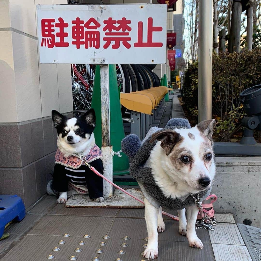 一三さんのインスタグラム写真 - (一三Instagram)「#今日の可愛い子ちゃん ♪( ´▽｀) #犬 #いぬ #イヌ #dog」1月7日 12時18分 - ichizou.co.jp