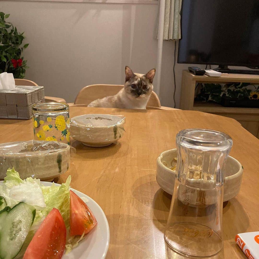 橘ひと美さんのインスタグラム写真 - (橘ひと美Instagram)「あずきさん  #猫さん #実家の猫」1月7日 12時30分 - h1t0mi_0210