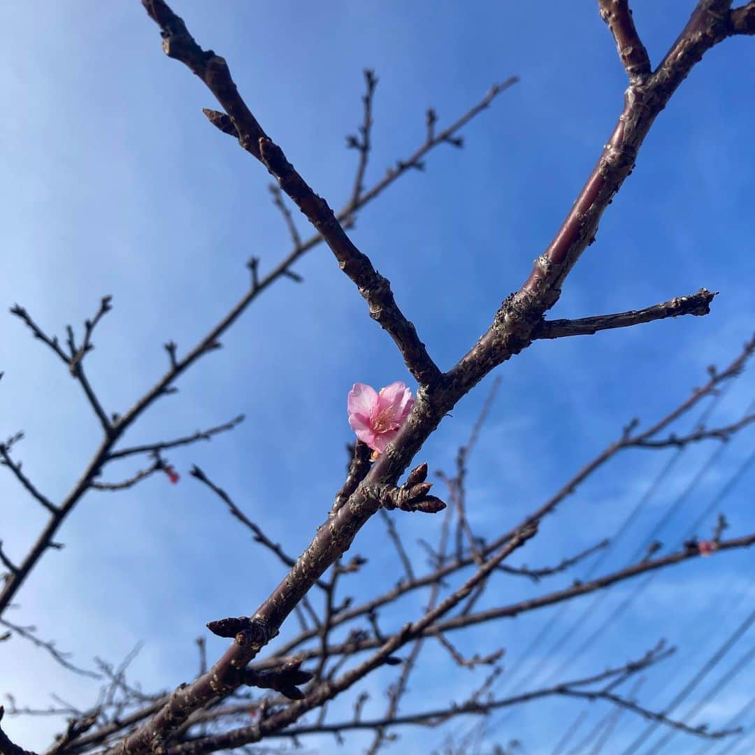 千葉アリサのインスタグラム：「ちょっと早かった子にほっこり☺️ キリリな冬空に　春みっけ🌸  #今日のありがとう　#一輪の桜　#春を待つ」