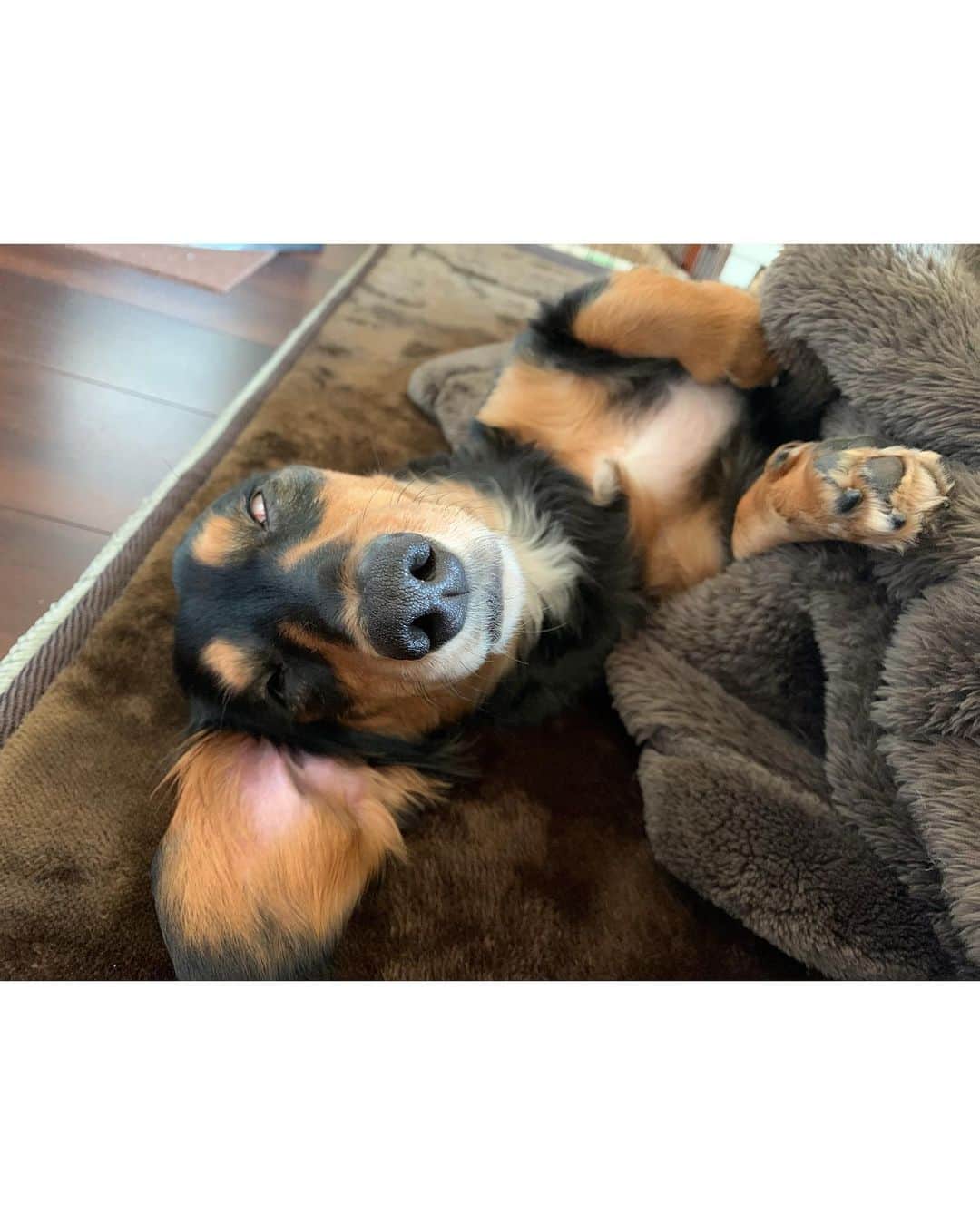 高原愛のインスタグラム：「愛する我が家のアイドル🐶モモの寝顔3連📷✨どの角度から見ても白目🤣🤣🤣へそ天してるから相当リラックスしている模様です😆😁😆こんなご時世の中、変わらないモモの姿に癒される毎日です。オシッコを失敗してラグの上にする時もあれば、うんちは90%くらいトイレからはみ出てするし、ワンワン泣くとうるさいし、服や部屋はモモの毛だらけだし、かまってちゃんだし…いっぱいあるけどそれ以上に愛らしい😚💕✨いつもありがとうモモ🍑🐶🐕  #我が家のアイドル#アイドル犬#へそ天#わんこ#白目#爆睡#リラックス#犬のいる暮らし#犬のいる生活#ミニチュアダックスフンド#短足部#寝顔#癒し#dogstagram#dogslife#dogs#miniaturedachshund#cute#lovely#🍑#💕」