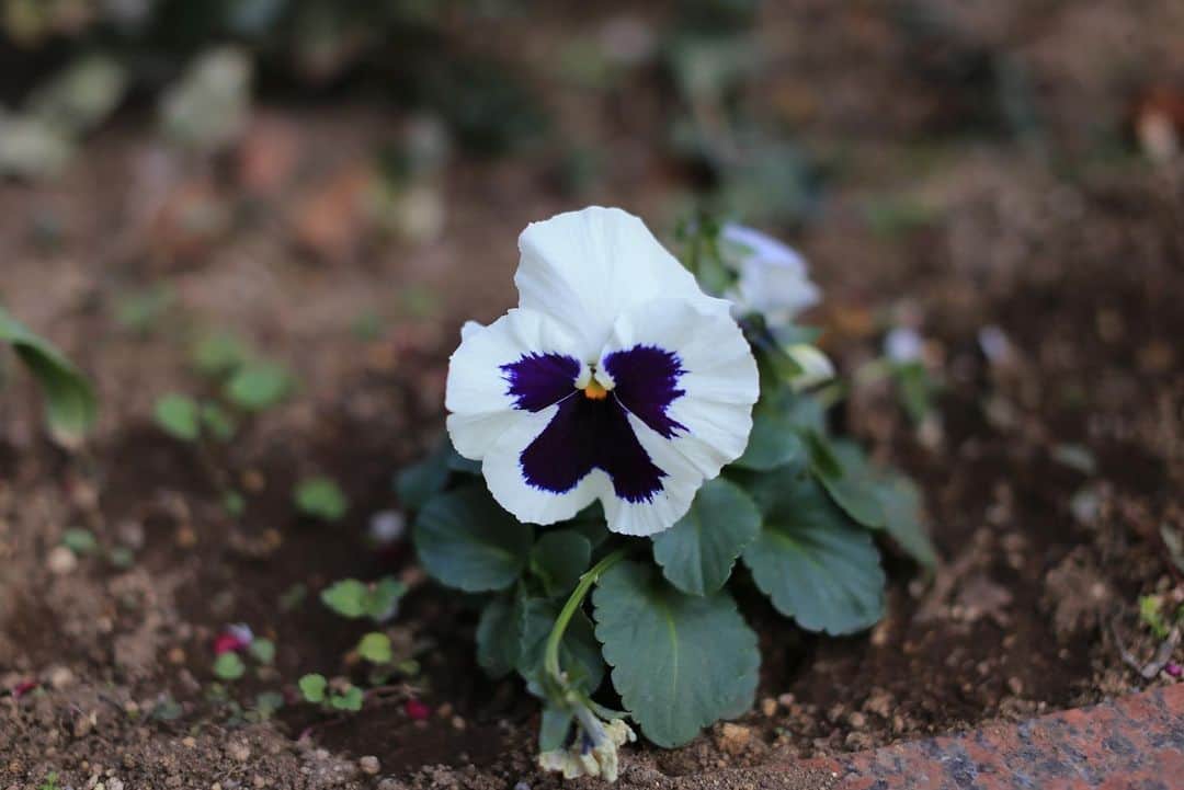 若葉紫のインスタグラム：「白と紫の花 #一眼レフカメラ好きな人と繋がりたい  #写真好きな人と繋がりたい  #お花好きな人と繋がりたい」