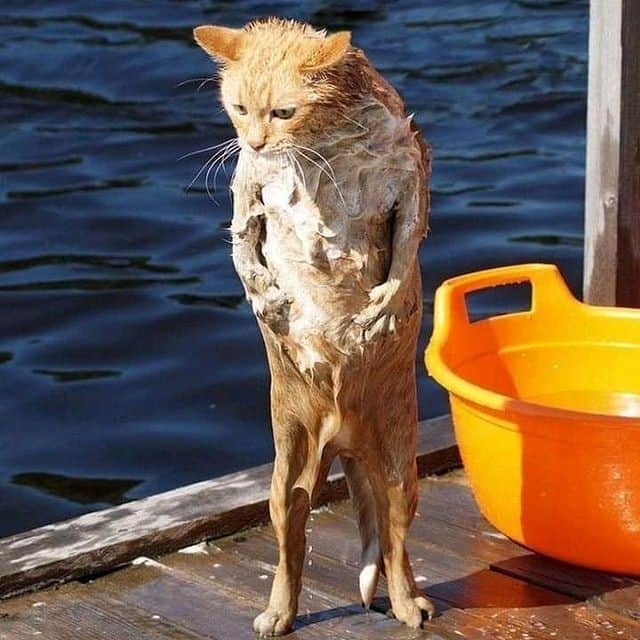 Aww Clubさんのインスタグラム写真 - (Aww ClubInstagram)「Where is my towel?⠀ ⠀ #meowed #gingercat #towel #bath」1月7日 13時00分 - meowed