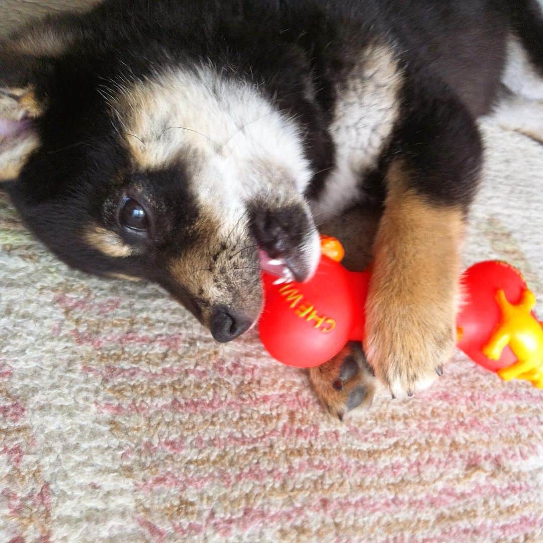 vo_coのインスタグラム：「#tbt こたつさん3ヶ月 うちに来て2-3日の頃 マズルと手の短さよ…😍 ＊ #throwbackthursday  #shibastagram #instashiba #shiba #shibainu #黒柴 #柴犬」