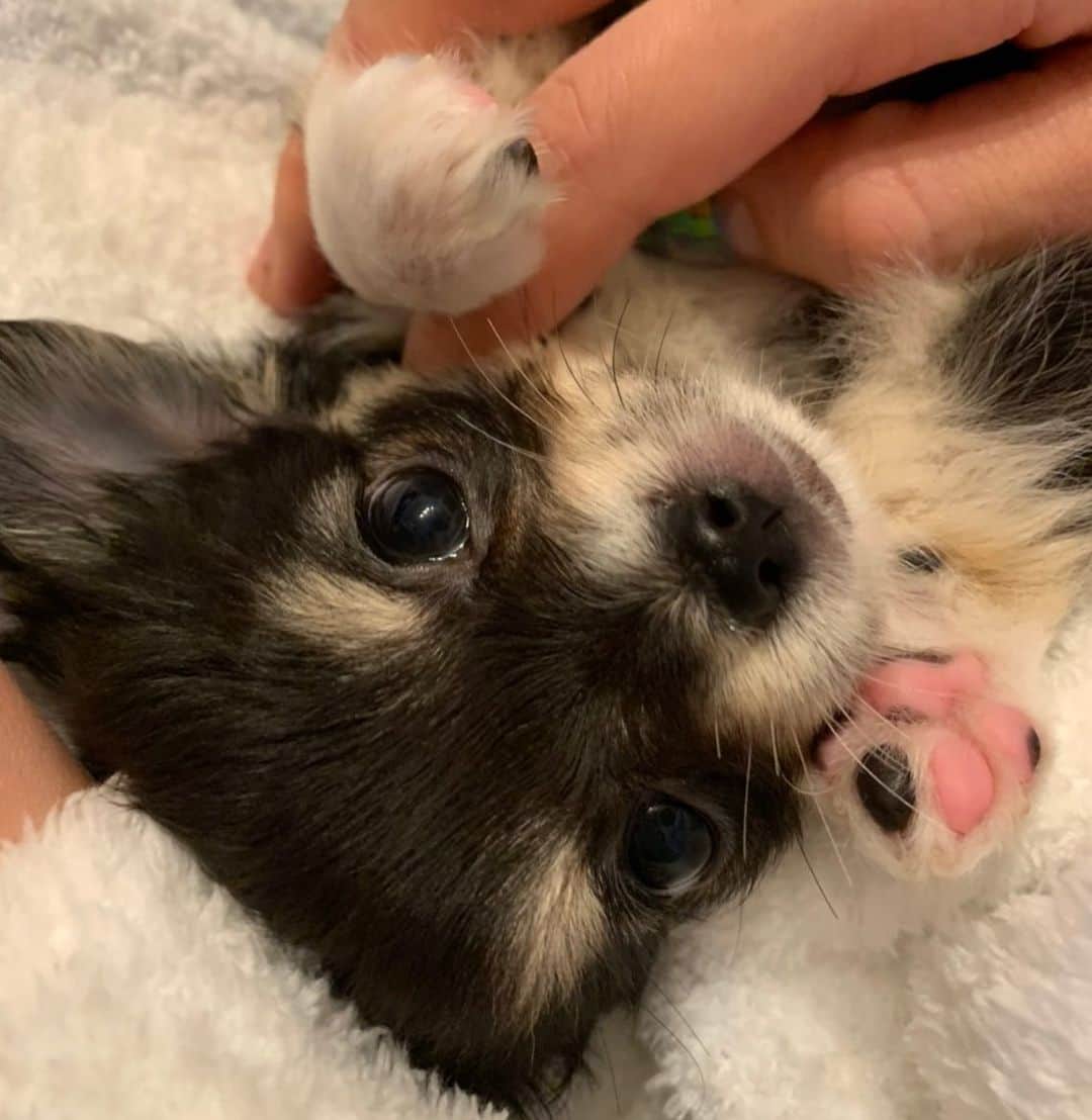 宮本美季のインスタグラム：「表情豊かなPookey ゆっくり大きくなってね😌  #ロングコートチワワ #blackandtan  #baby」